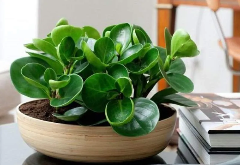 cây trường sinh hợp phong thủy người tuổi Bính Dần