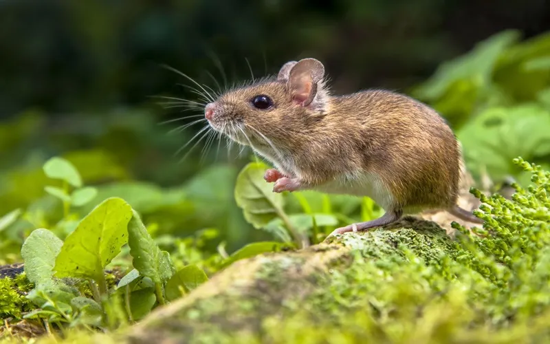 Tuổi Tý xăm hình gì hợp