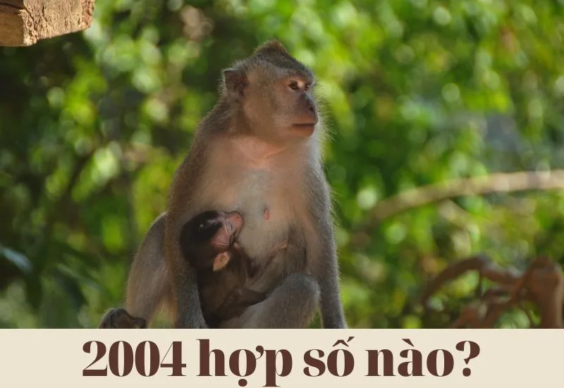 2004 hợp số mấy