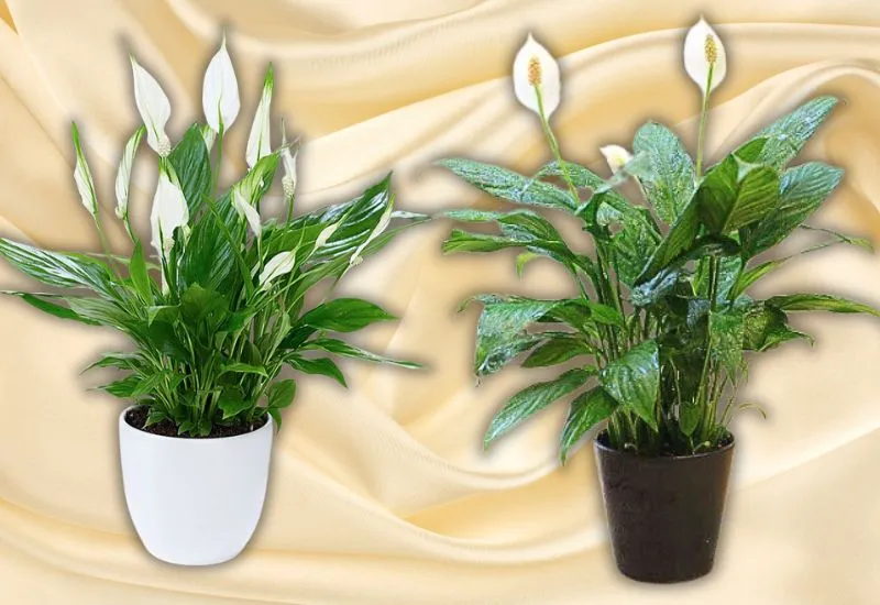 Cây hợp mệnh Canh Thìn 2000