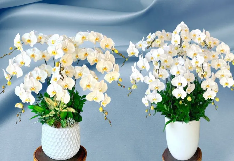 Tuổi Đinh Mùi 1967 hợp cây gì nhất