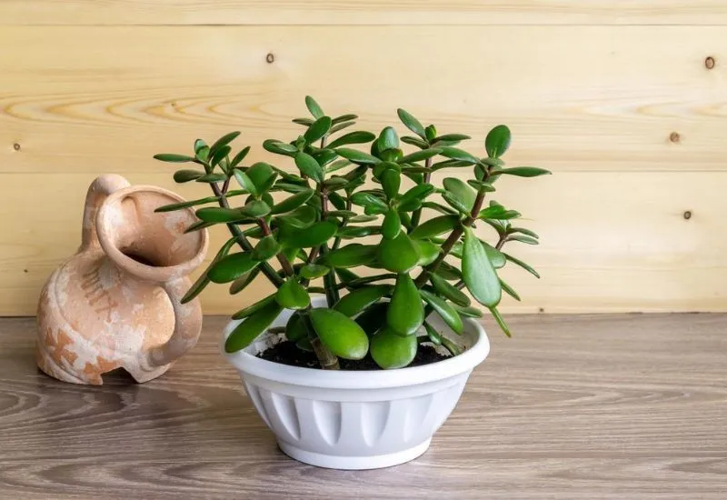 Tuổi Giáp Dần 1974 hợp cây gì
