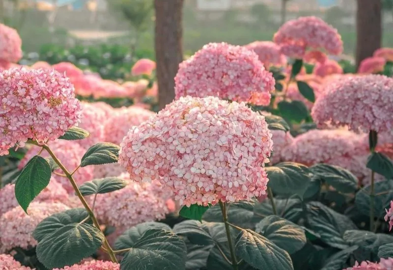 Tuổi Mậu Ngọ 1978 hợp cây gì