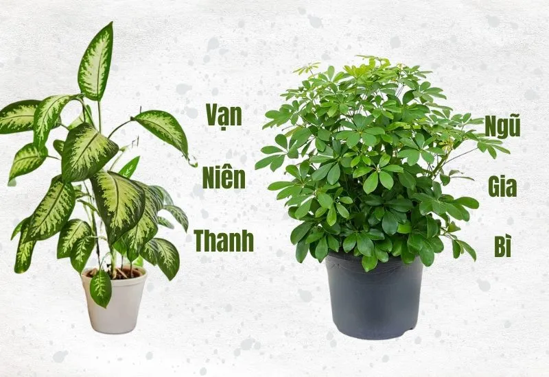 kỷ tỵ 1989 hợp cây gì