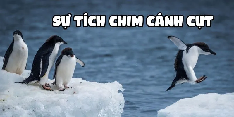 Sự tích chim cánh cụt