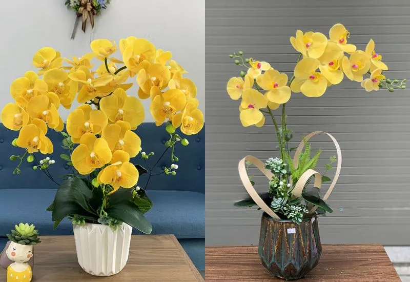 Tuổi Kỷ Mão 1999 hợp cây gì nhất