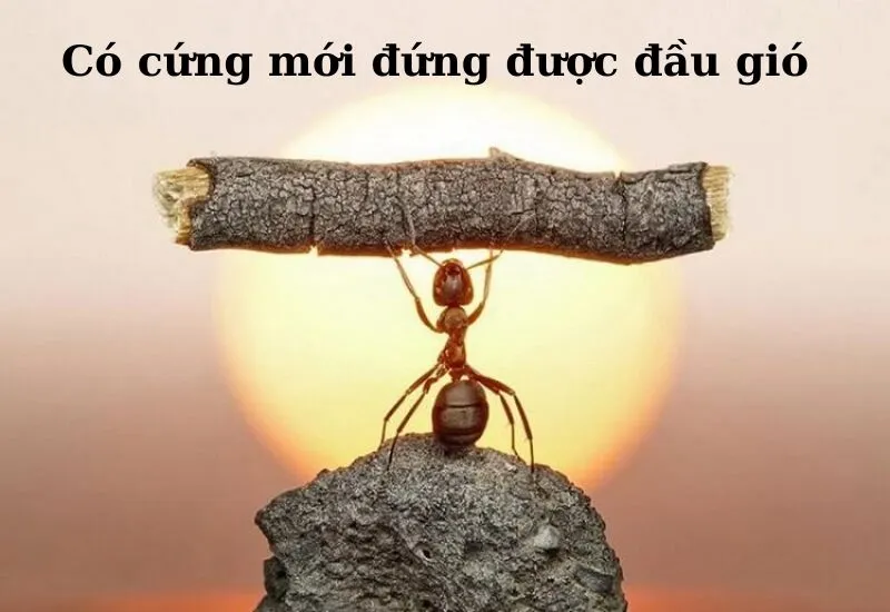câu da dao tục ngữ về siêng năng kiên trì