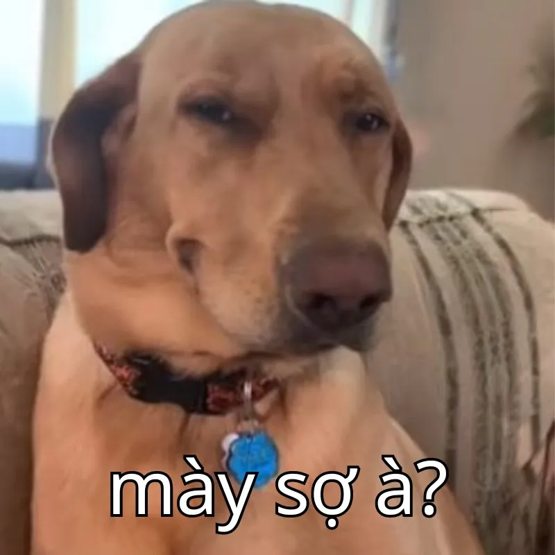 ảnh mày sợ nó à meme