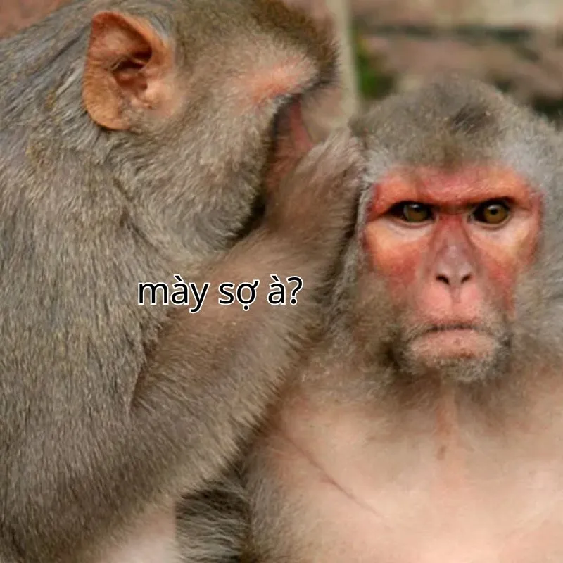 bạn sợ à ảnh meme vui
