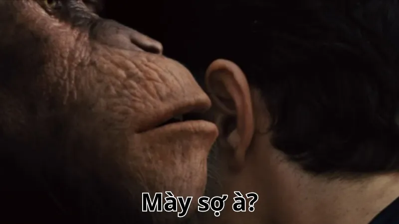 mày sợ nó à meme hài