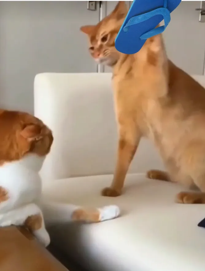 Meme cầm dép vui