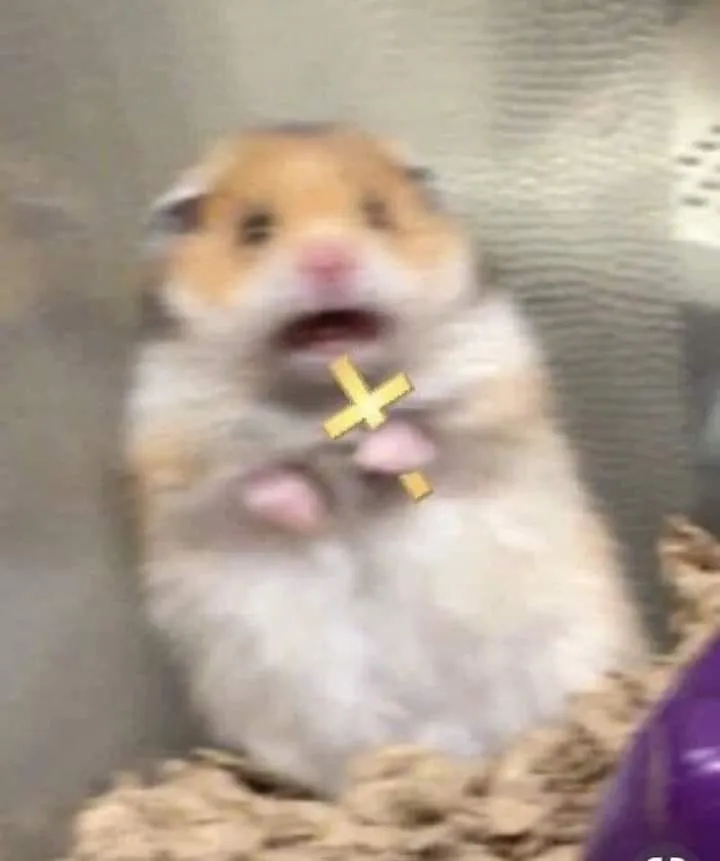 meme chuột cầm thánh giá