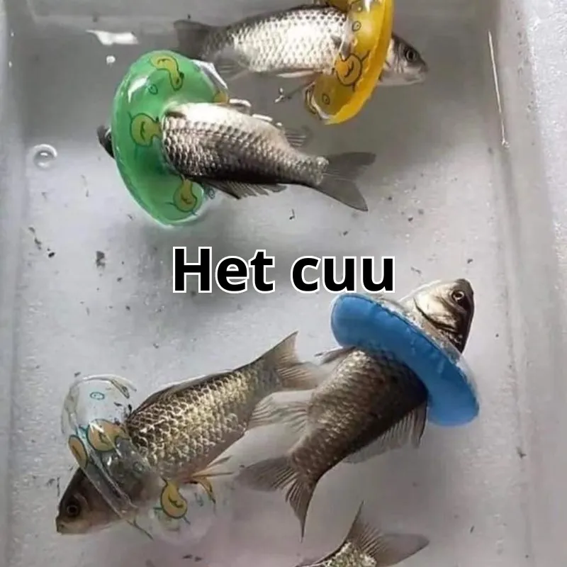 meme hết cú buồn cười