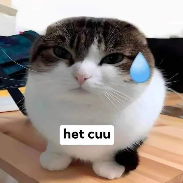 meme hết nói nổi