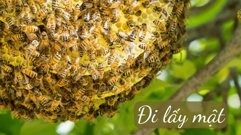 Soạn bài Đi lấy mật