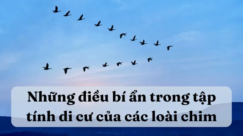 Soạn bài Những điều bí ẩn trong tập tính di cư của các loài chim