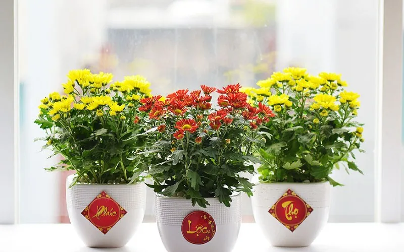 Thơ hoa tết