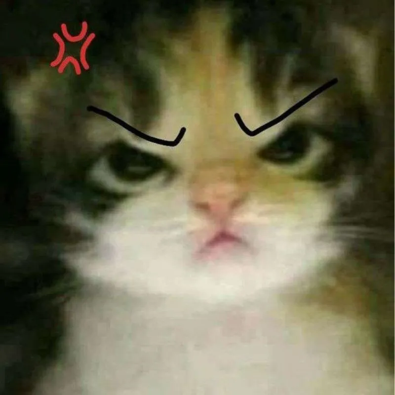 ảnh meme mèo tức giận