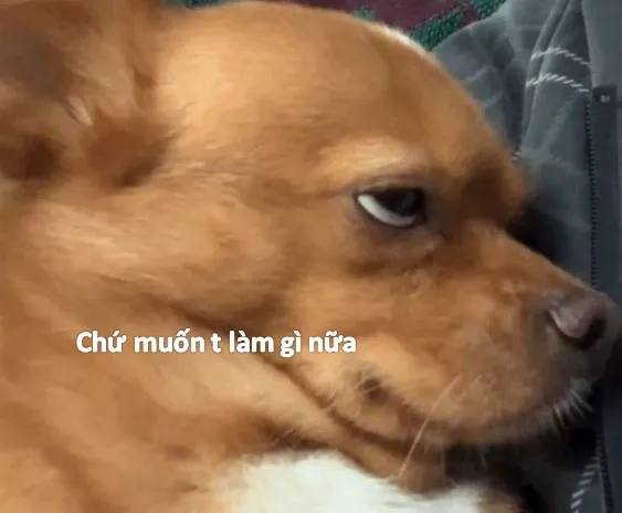 Chó bất lực meme