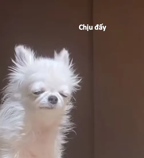 Meme bất lực chó