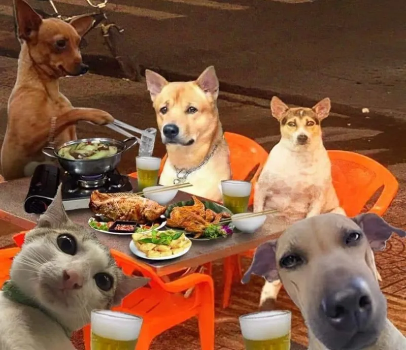 meme chó đẹp hài hước