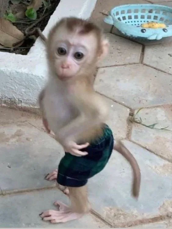 meme chống nạnh