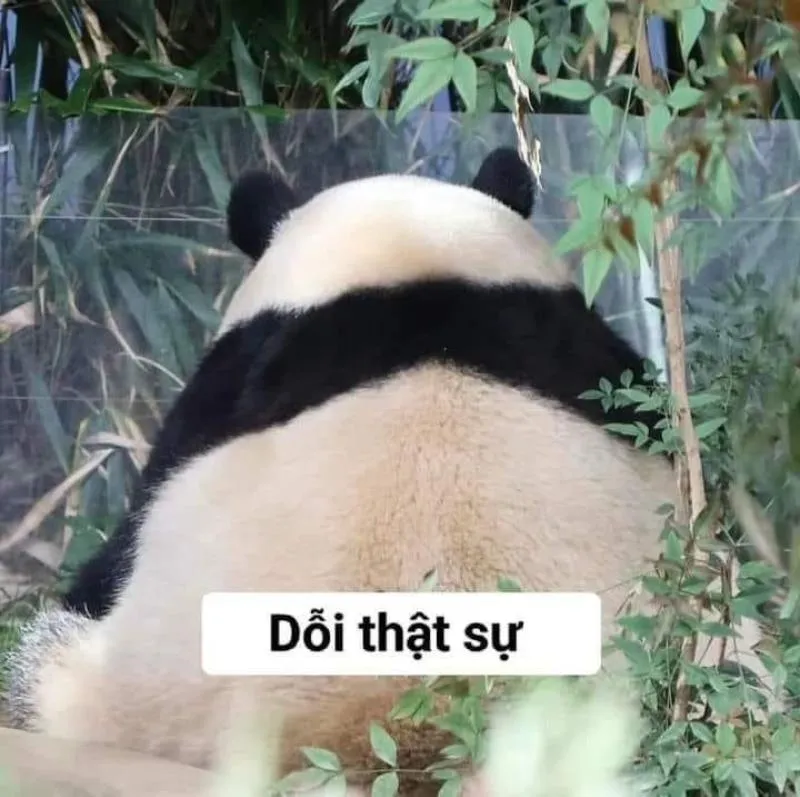 meme dỗi hài hước