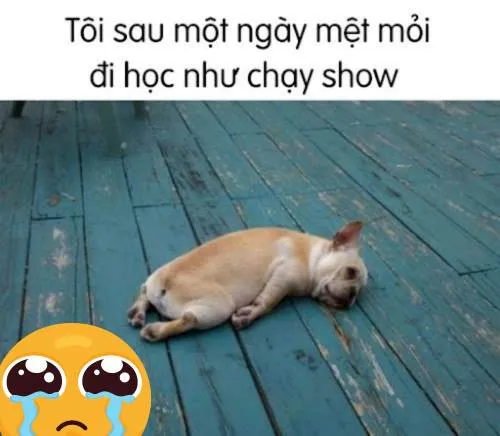 Meme khóc mệt mỏi
