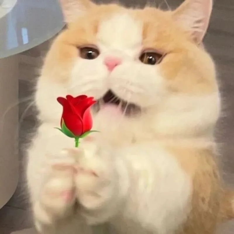 meme mèo an ủi