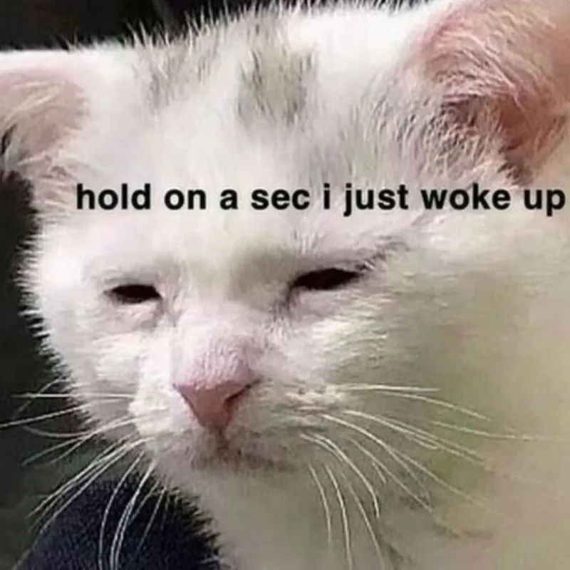 meme mèo buồn ngủ