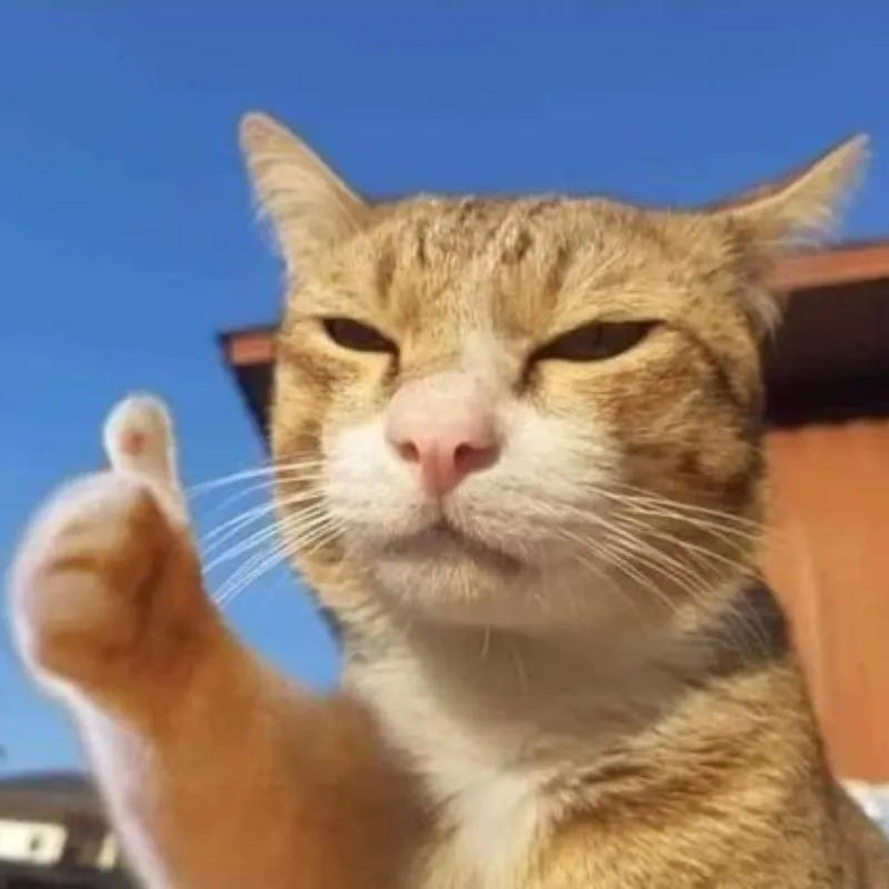 Meme mèo cảm tim