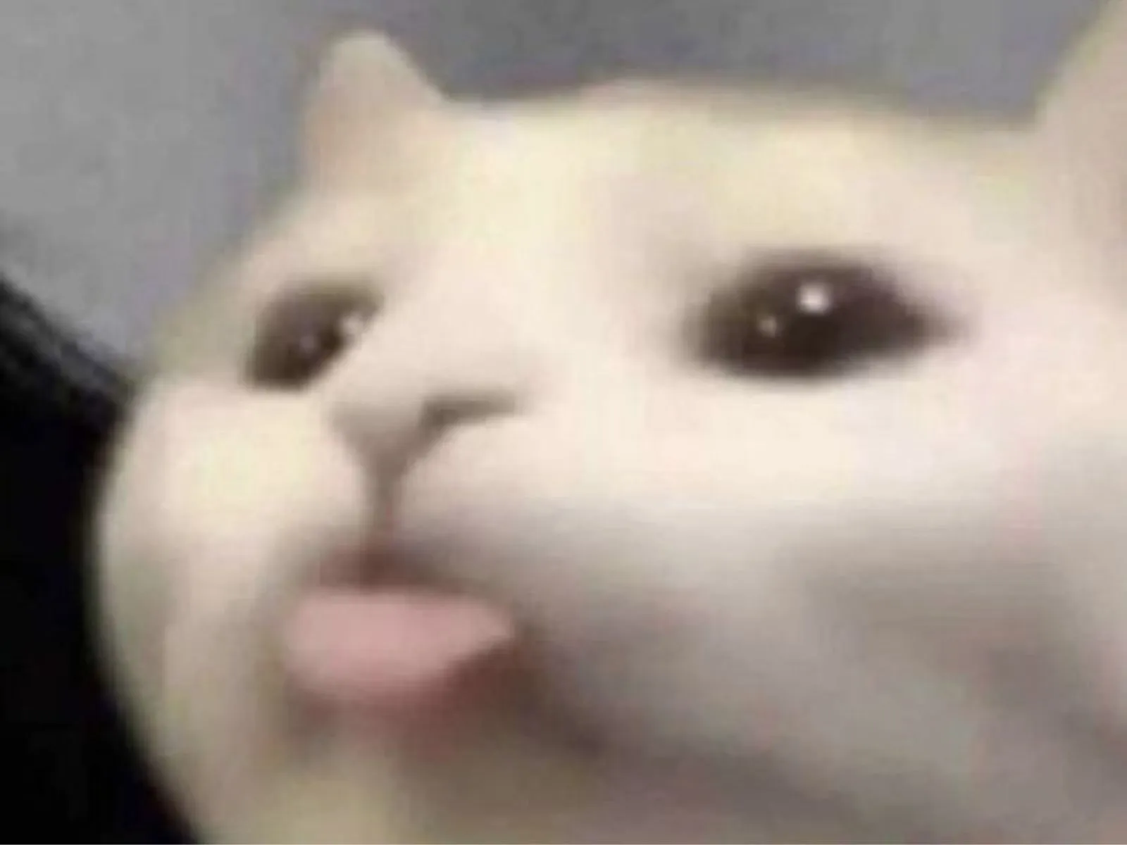 meme mèo chào
