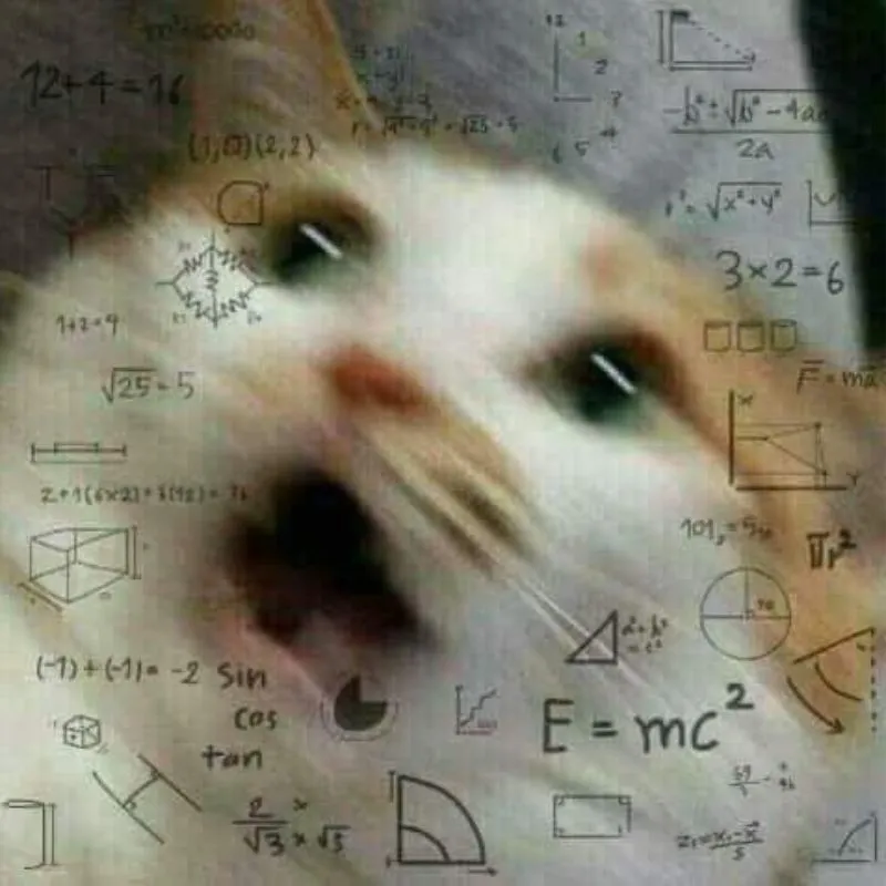 meme mèo cố lên