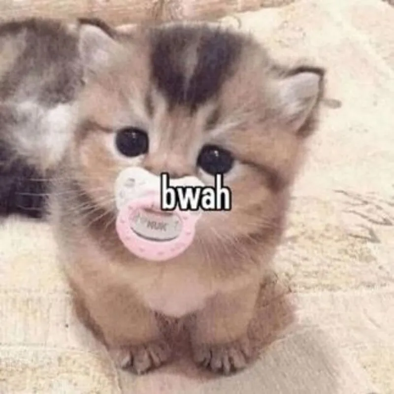 meme mèo con đáng yêu