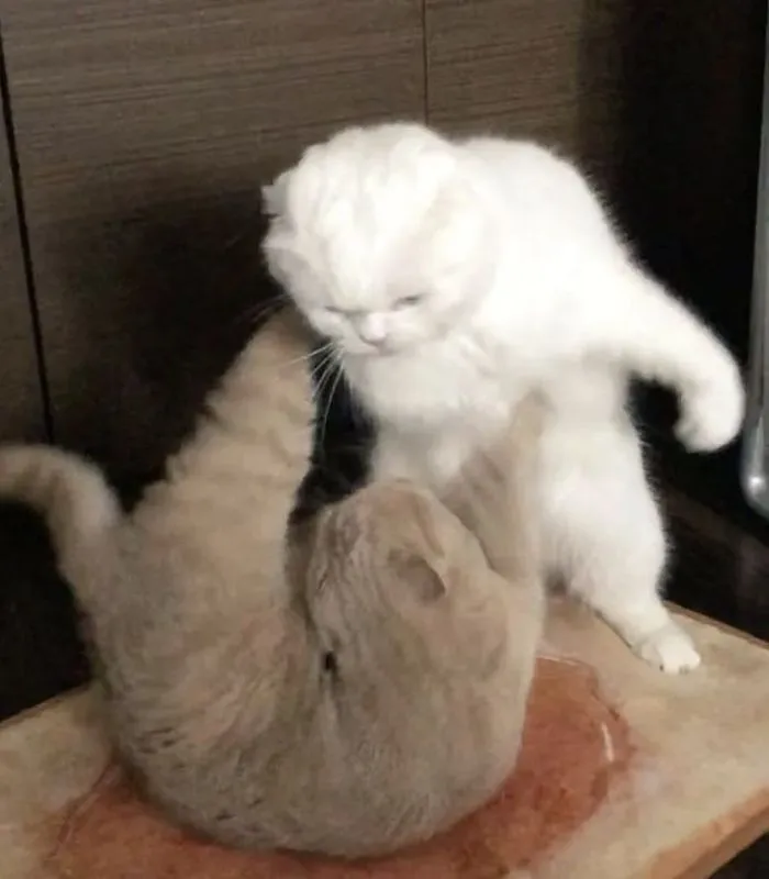 meme mèo cười nhe răng