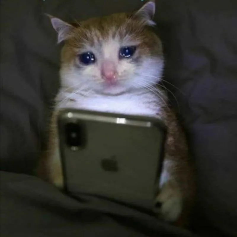 meme mèo dễ thương