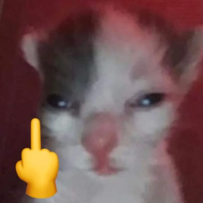 meme mèo dơ ngón giữa