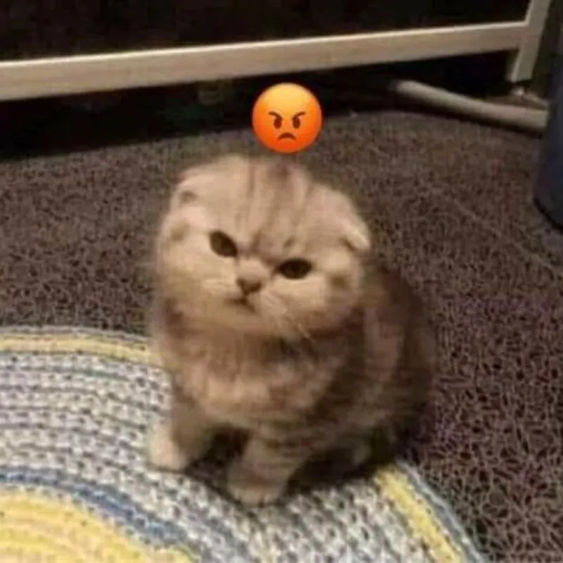meme mèo giận