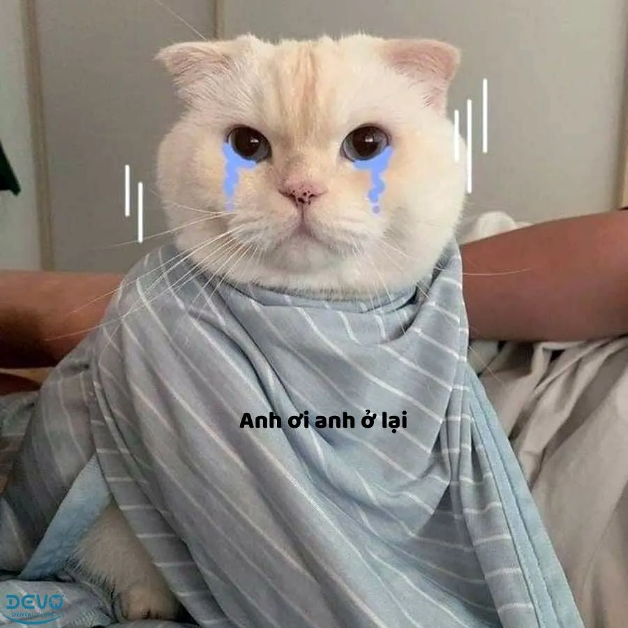 Anh đi thật à?