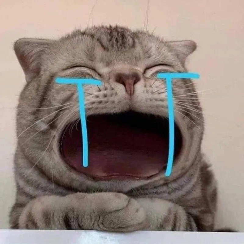 meme mèo hài