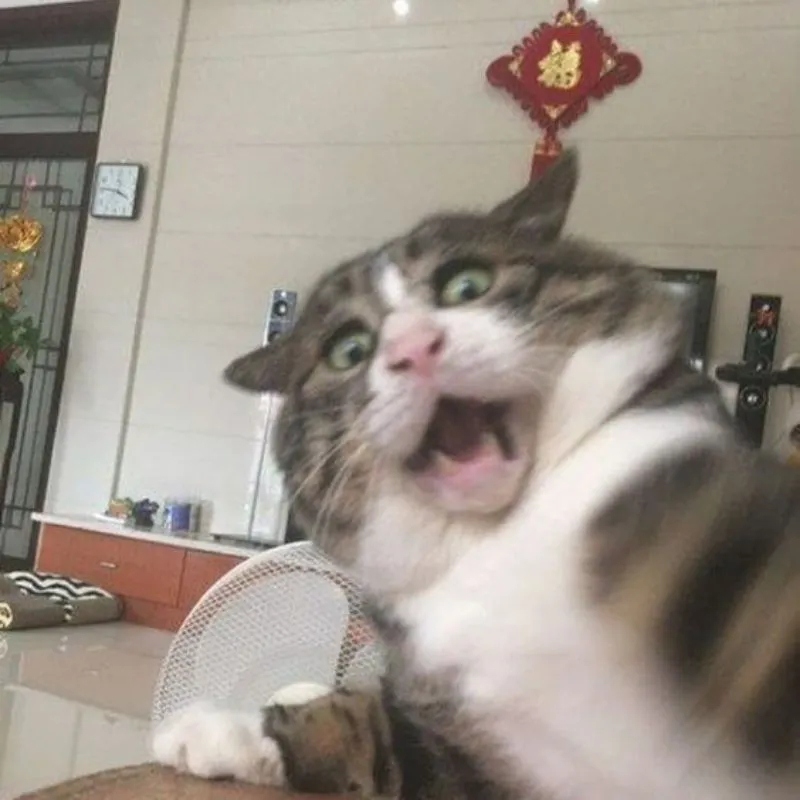 meme mèo hoảng hốt