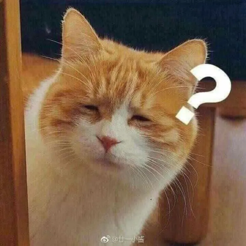 meme mèo hỏi chấm