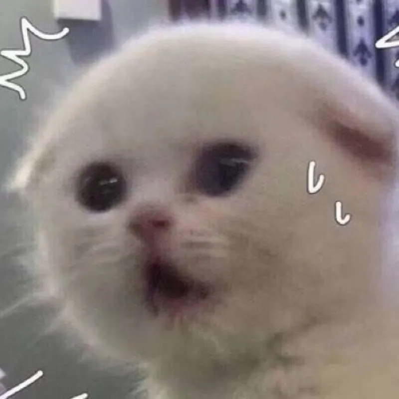 meme mèo hốt hoảng
