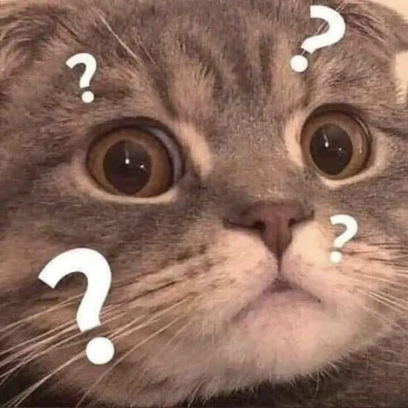 meme mèo ngơ ngác