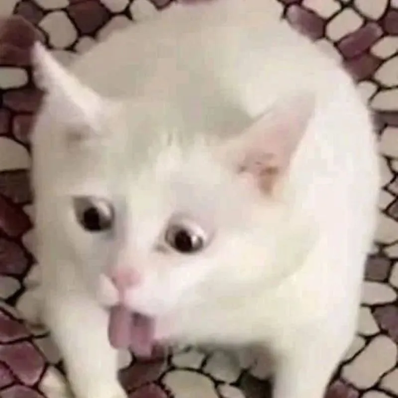 meme mèo nôn