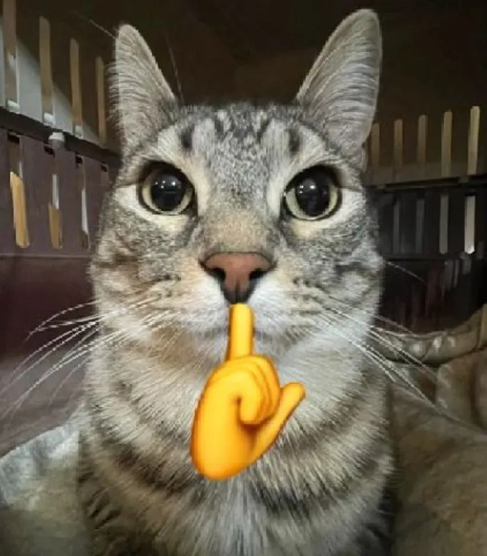 meme mèo suỵt