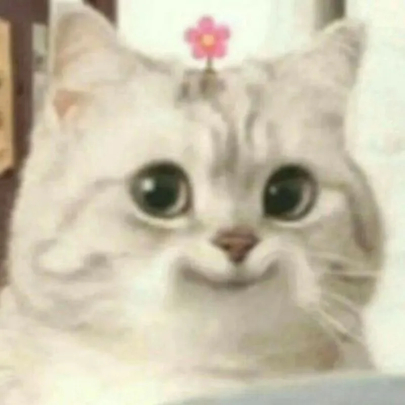 meme mèo