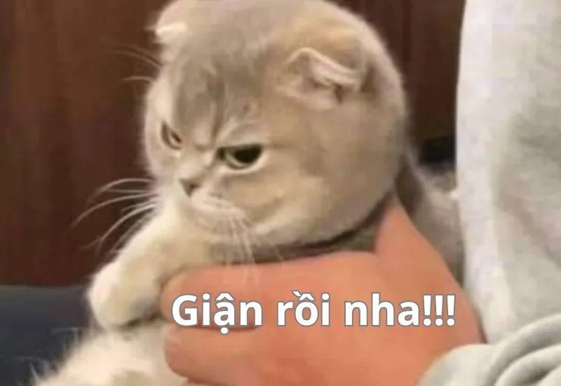 meme dỗi rồi