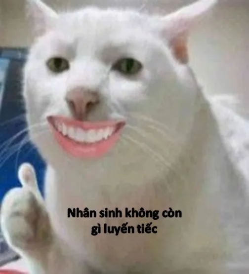 Mèo bất lực meme
