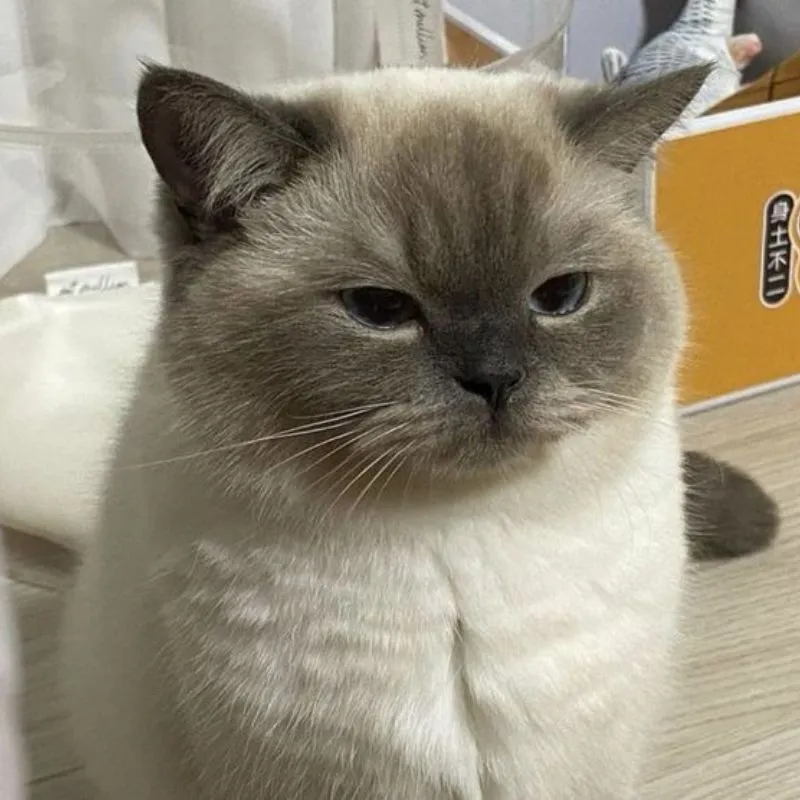 mèo bất lực meme